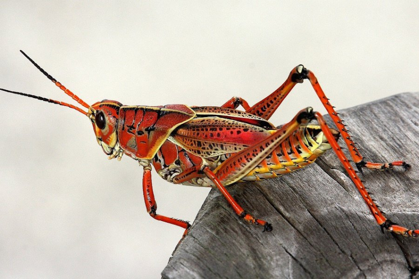 Ученые выяснили, что съедобные кузнечики могут повышать либидо