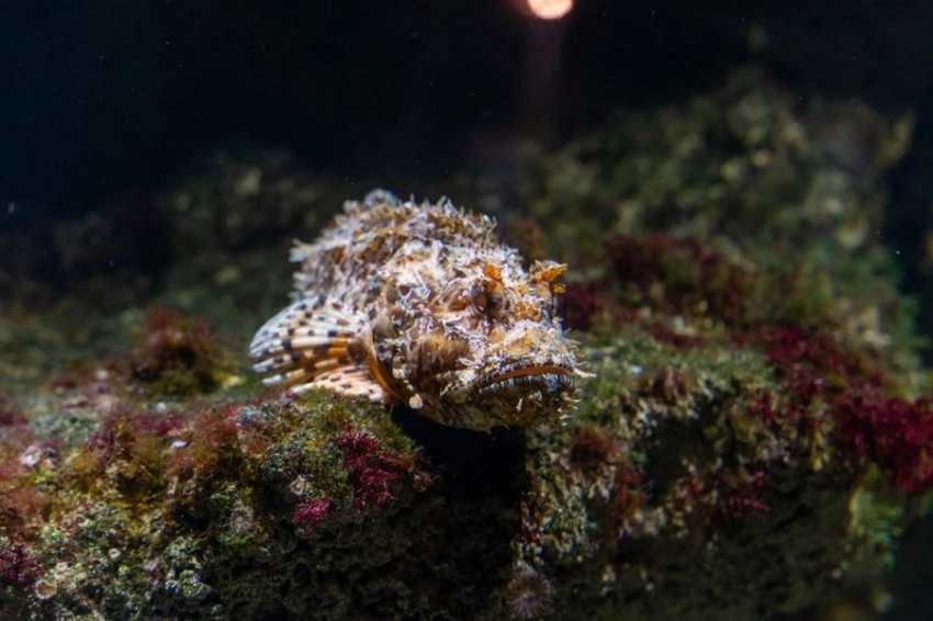 Ученые раскрыли молекулярный состав потенциально смертельно ядовитой рыбы