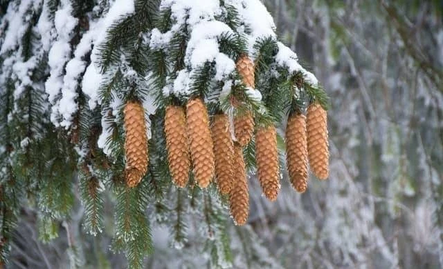 Необычные традиции, народные приметы и строжайшие запреты в праздники 27 декабря 2024 года